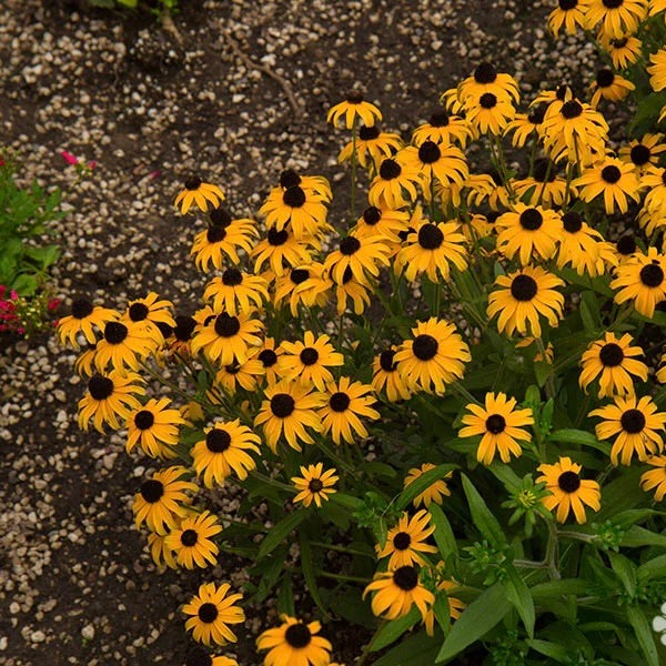 Black-eyed Susan