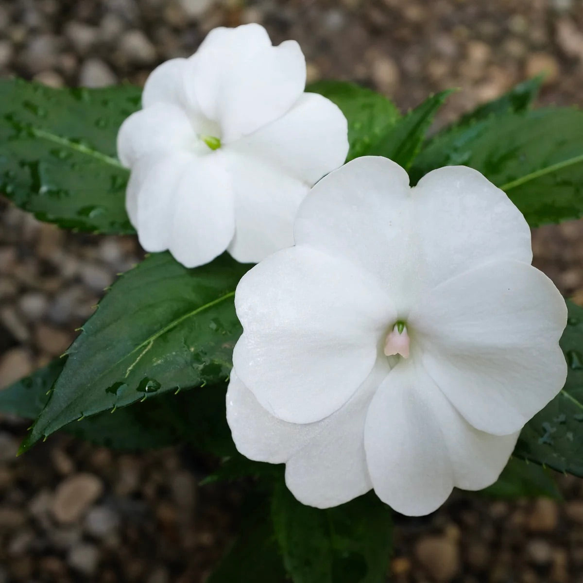 Sunpatiens Impatiens