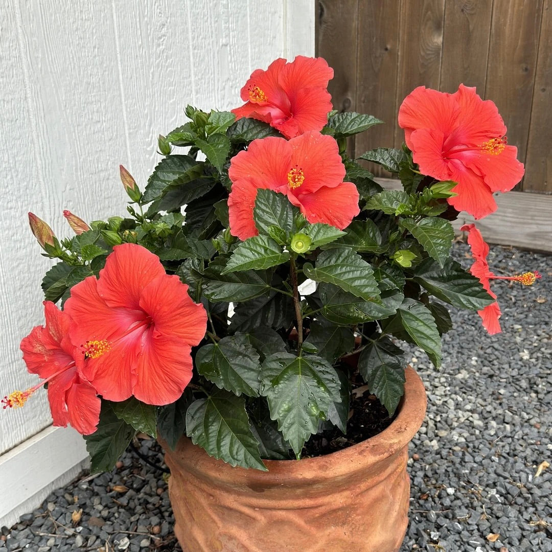 Hibiscus 'President Red'