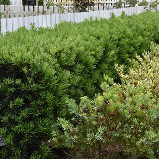 Dwarf Podocarpus