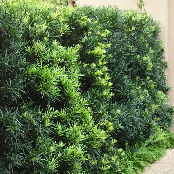 Dwarf Podocarpus
