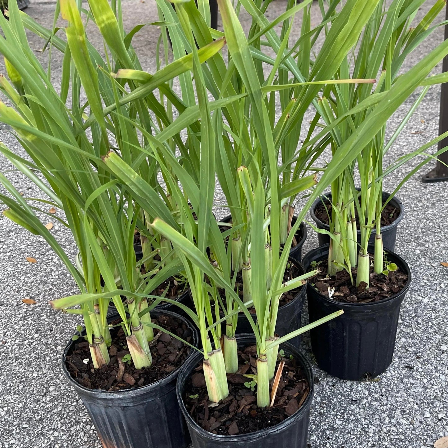 Lemongrass