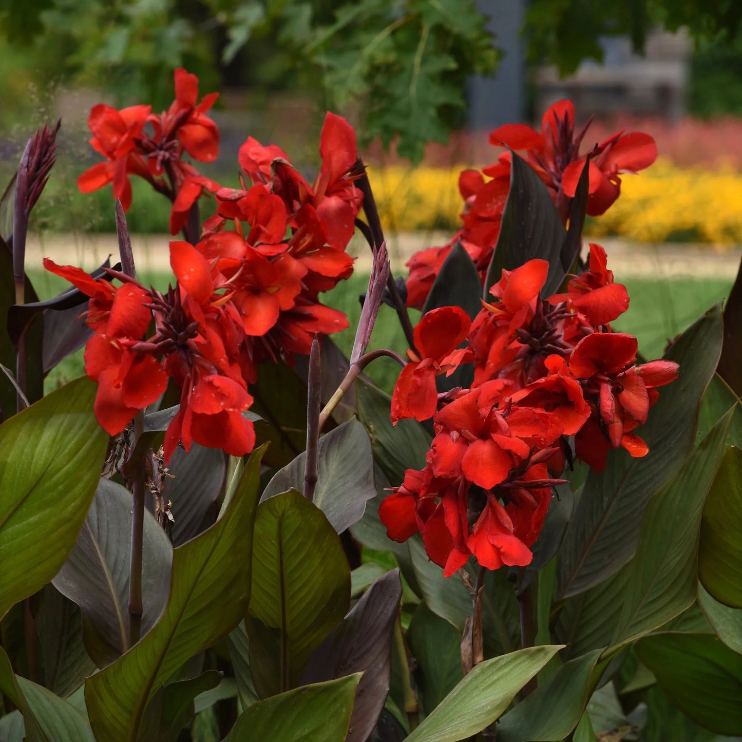 Cannas