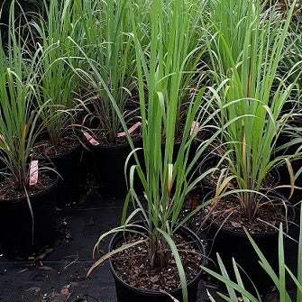 Lemongrass