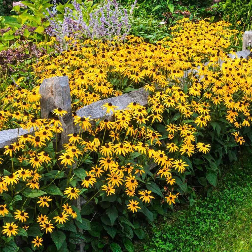 Black-eyed Susan