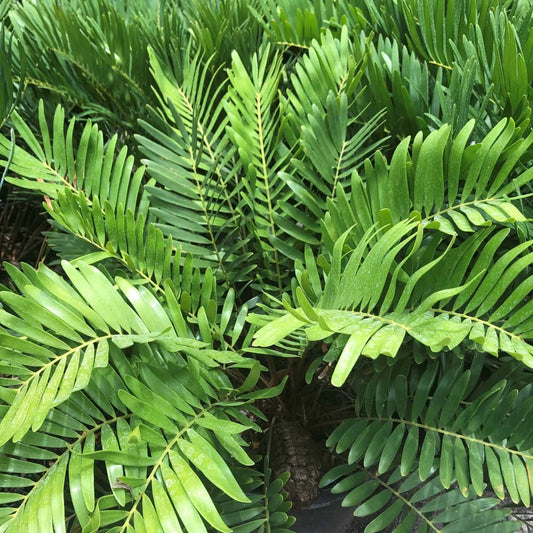 Coontie
