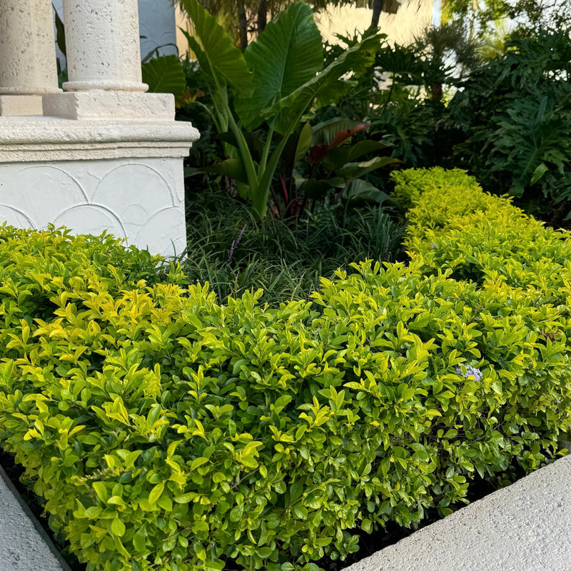 Planting Directions