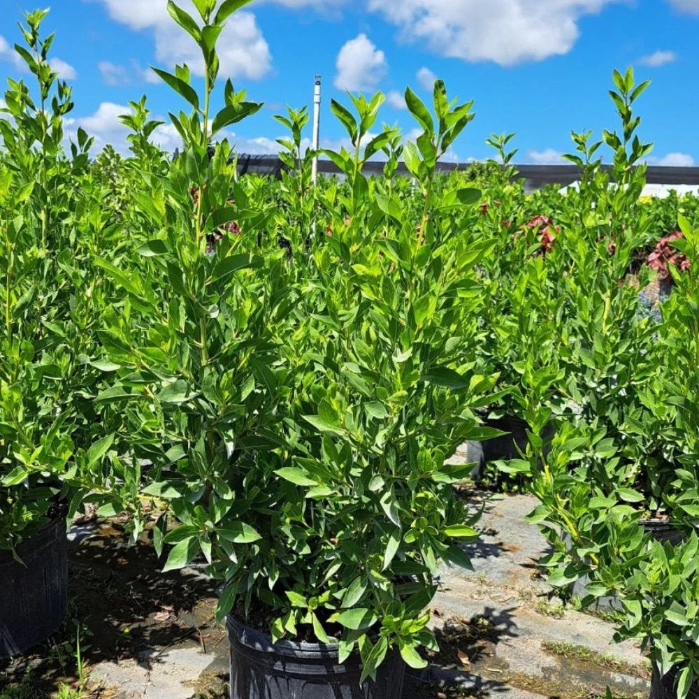 Green Buttonwood