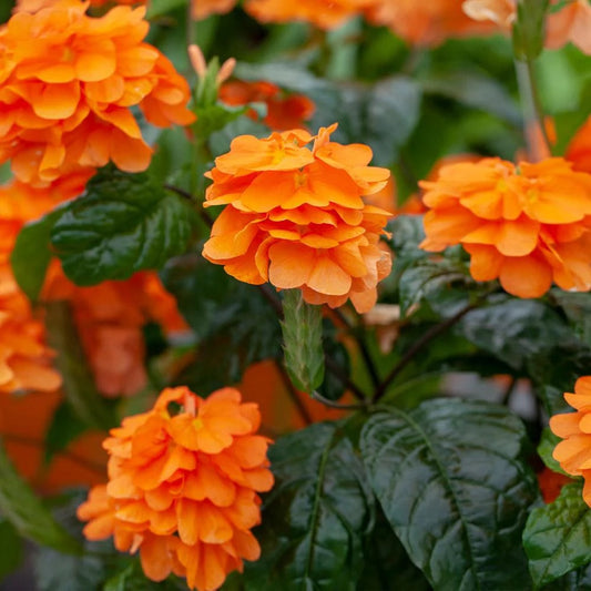 Crossandra