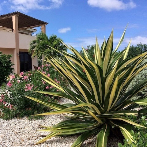 False Agave