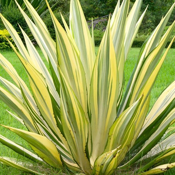 False Agave