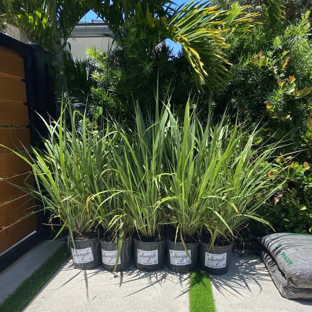 Fakahatchee Grass