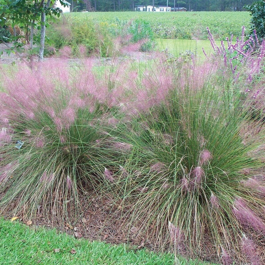 Pink Muhly Grass