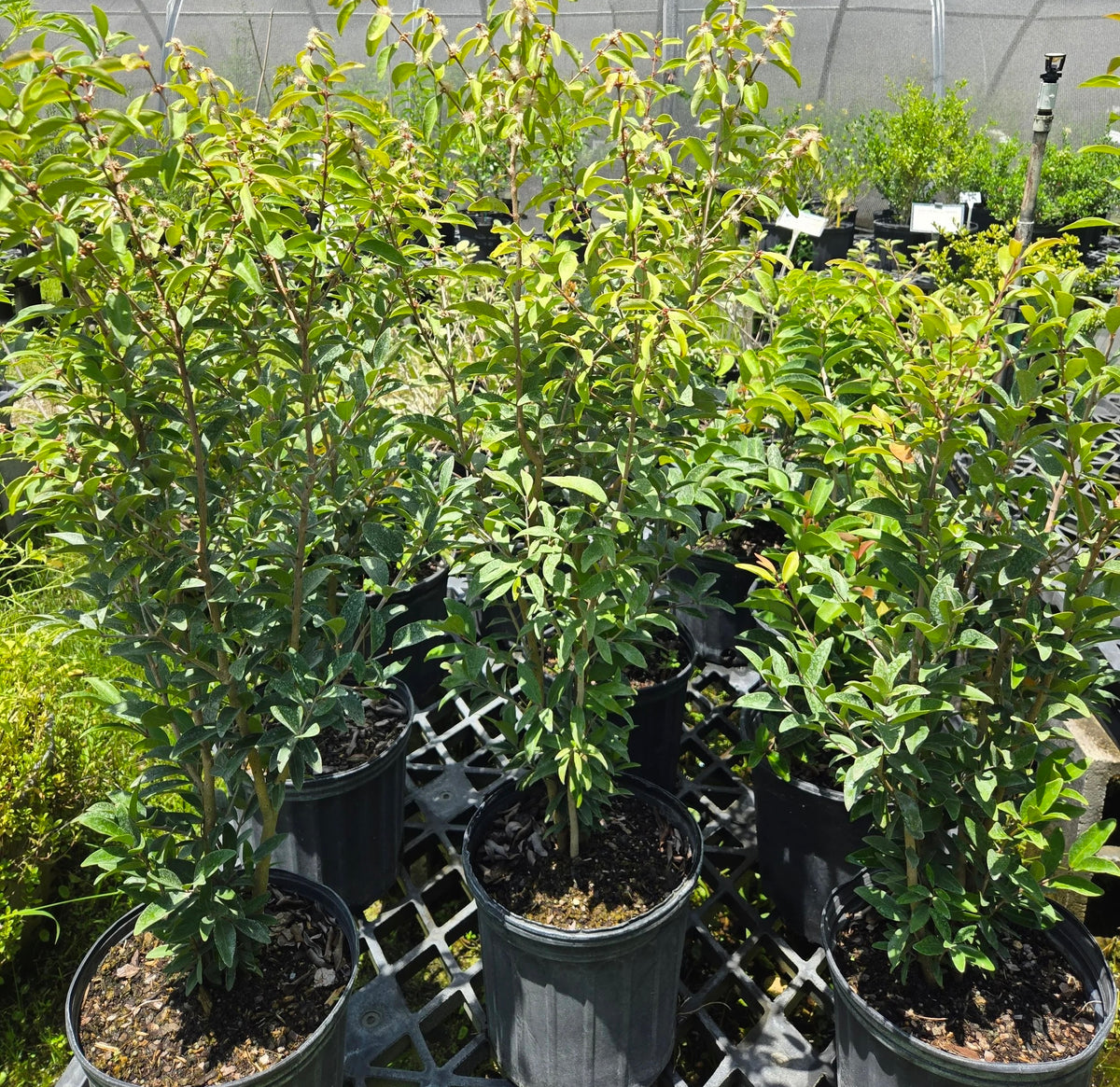 Rooted in Local