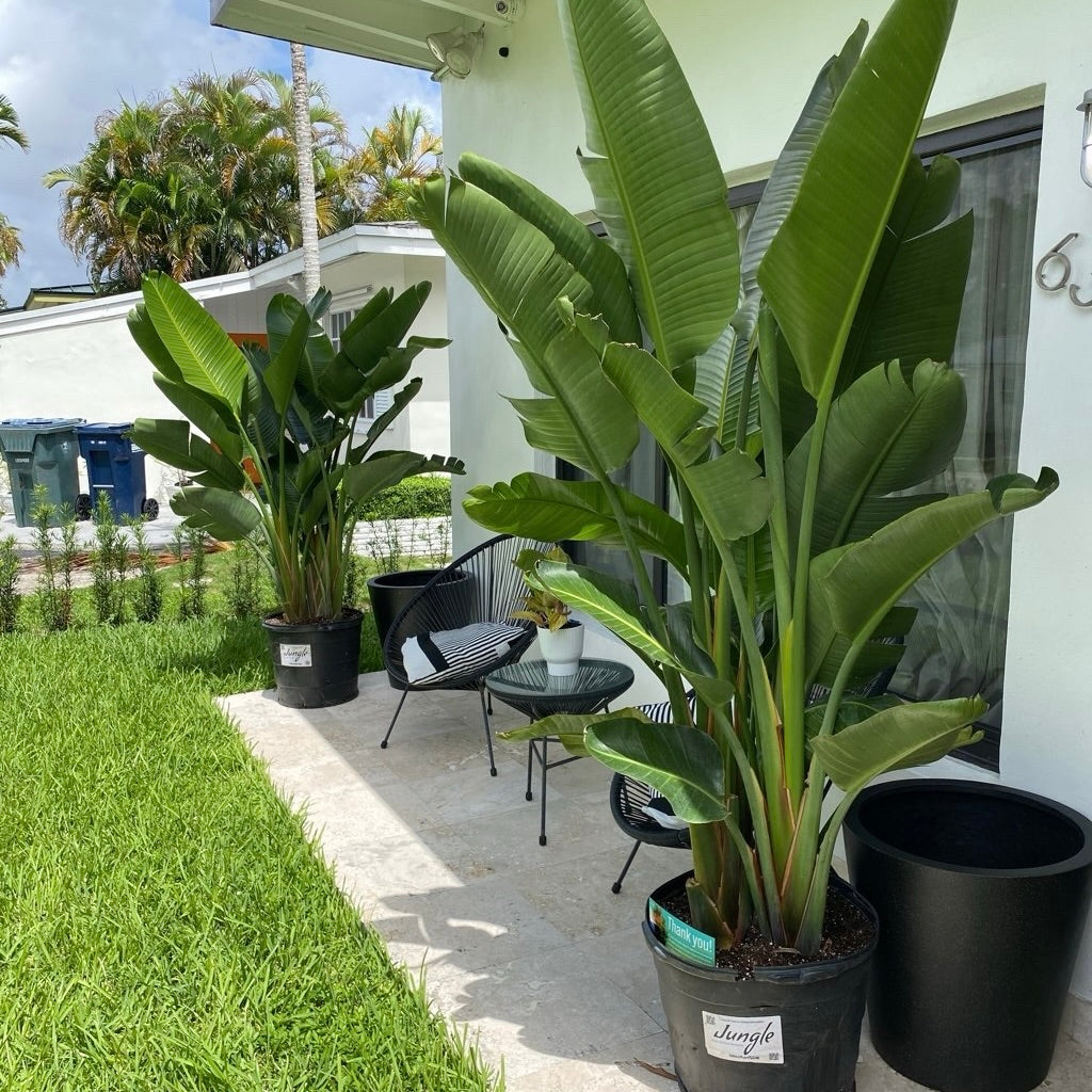 White Bird of Paradise