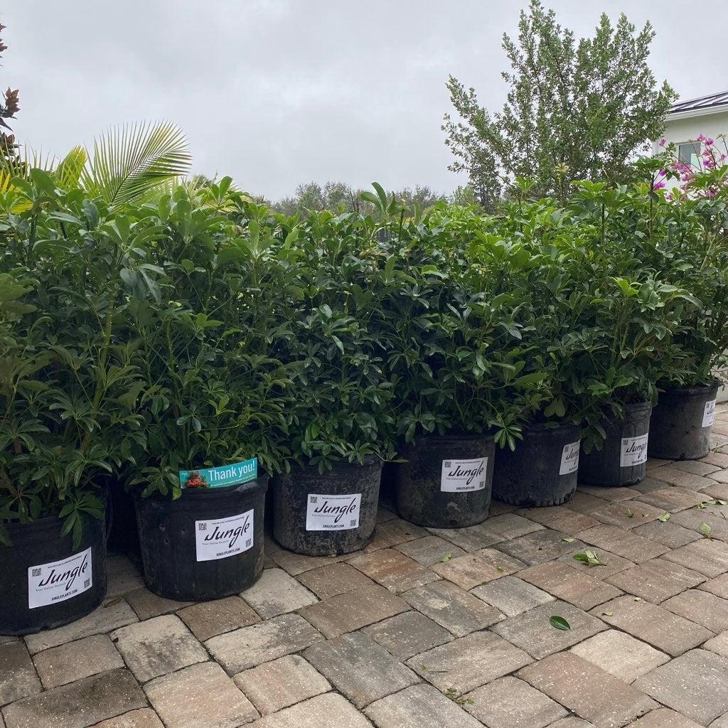 Green Arboricola