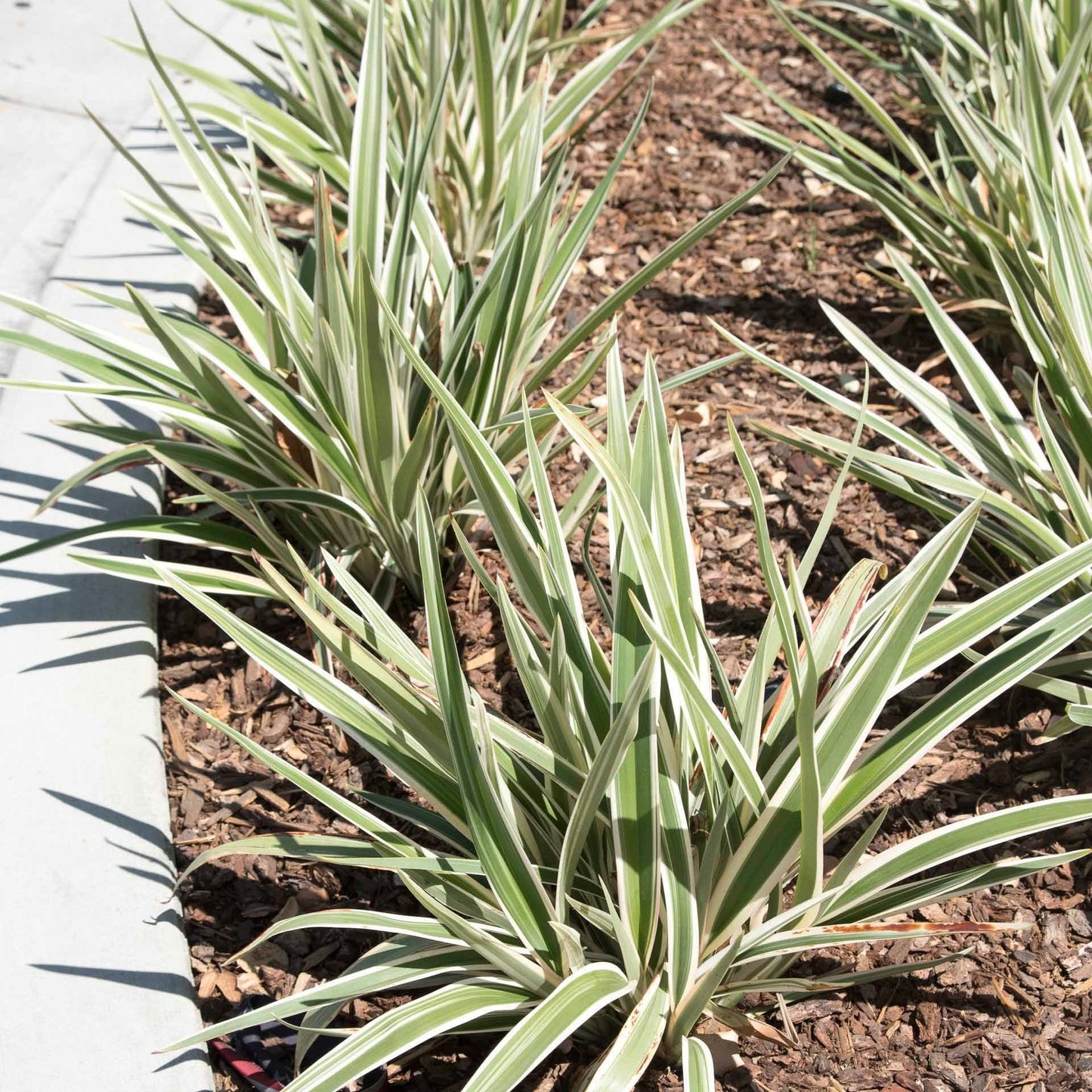 Variegated Flax Lily