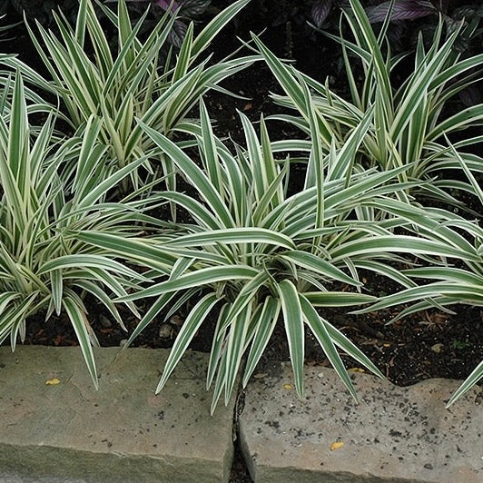 Variegated Flax Lily