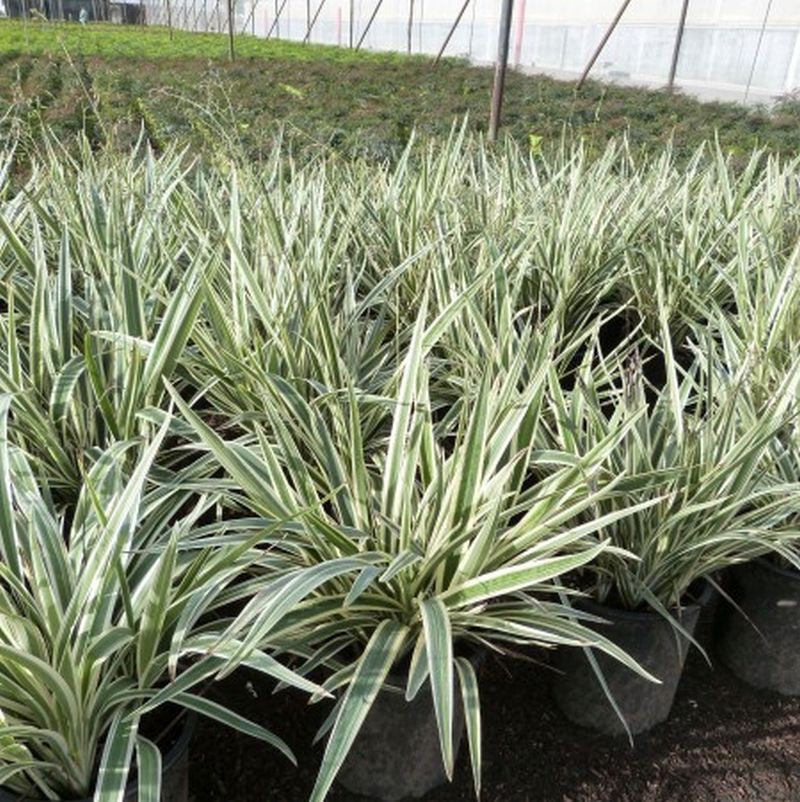 Variegated Flax Lily