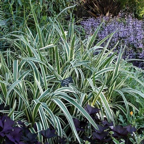 Variegated Flax Lily
