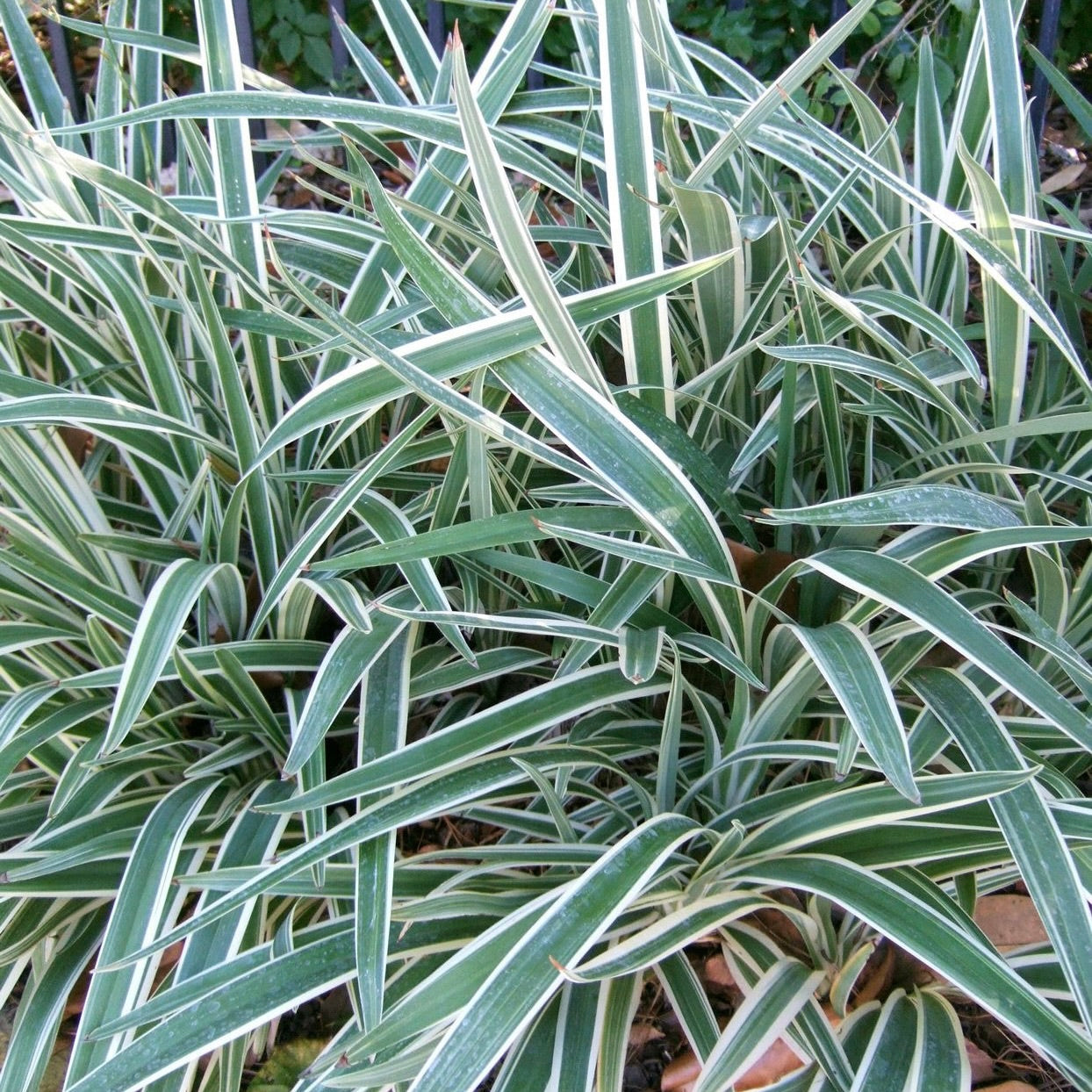 Variegated Flax Lily