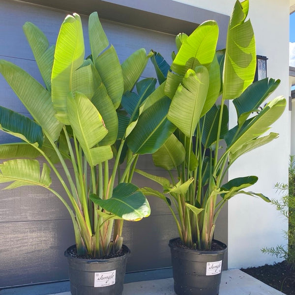 White Bird of Paradise – Jungle Plants
