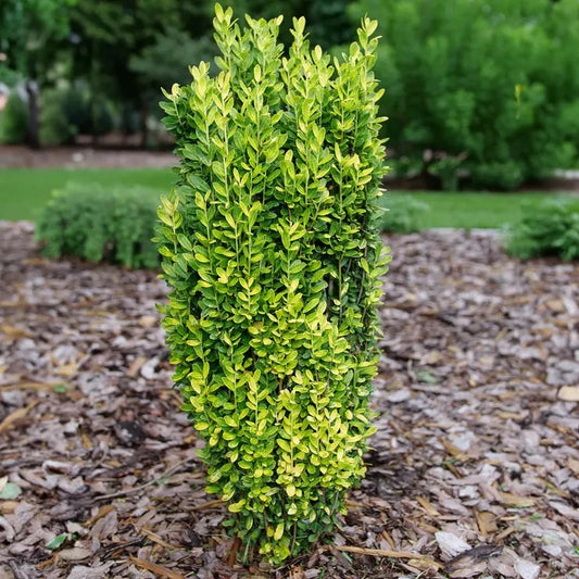Japanese Holly