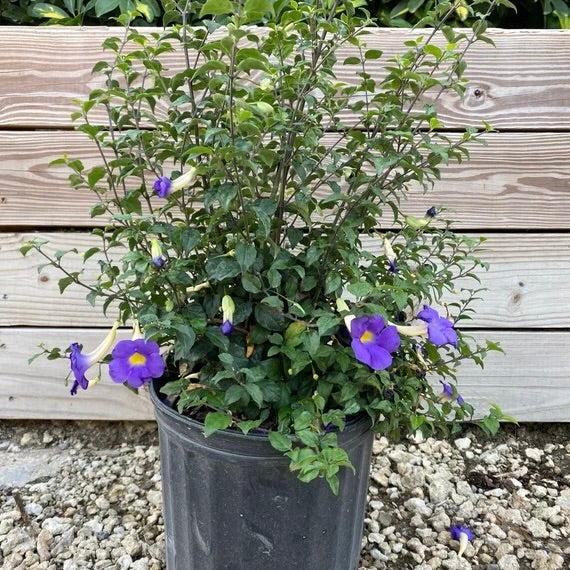 king's mantle from c lippings Thunbergia erecta (King's Mantle) Low maintenance flowering plant for