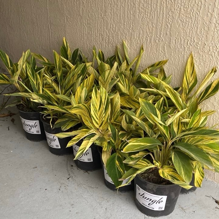 Variegated Ginger