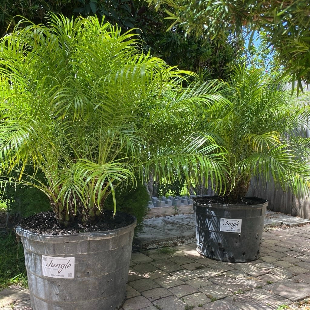 Roebelenii - Pygmy Date Palm
