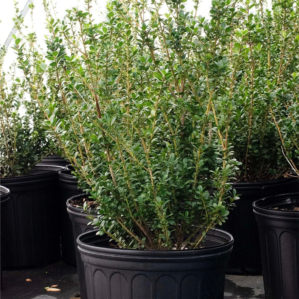 Japanese Holly