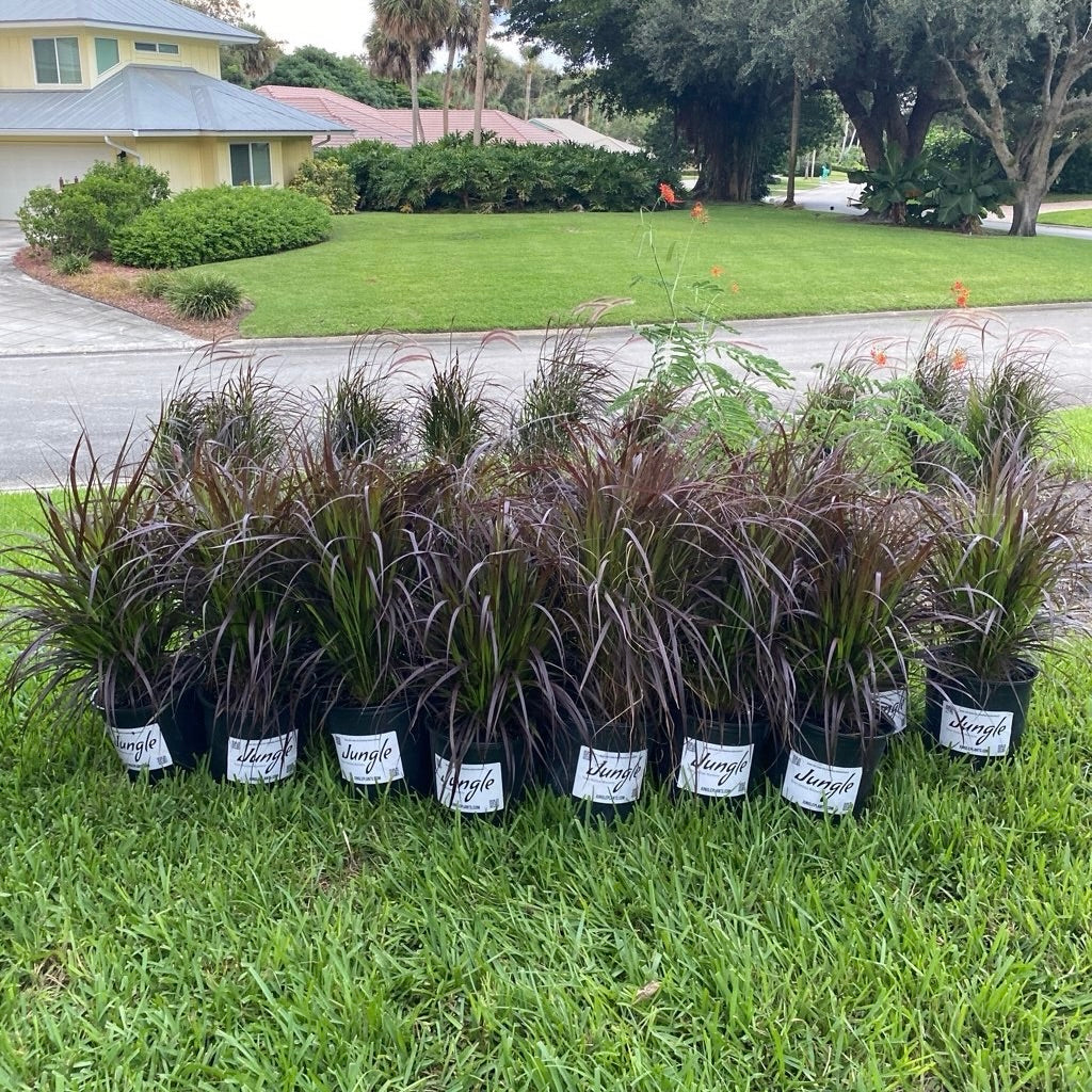 Purple/Red Fountain Grass