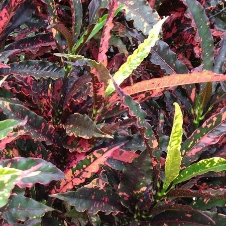 Croton 'Pie Crust'