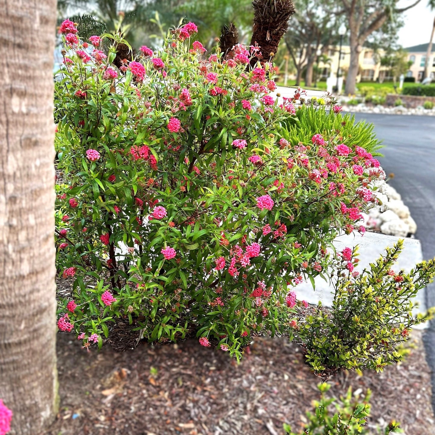 Panama Rose