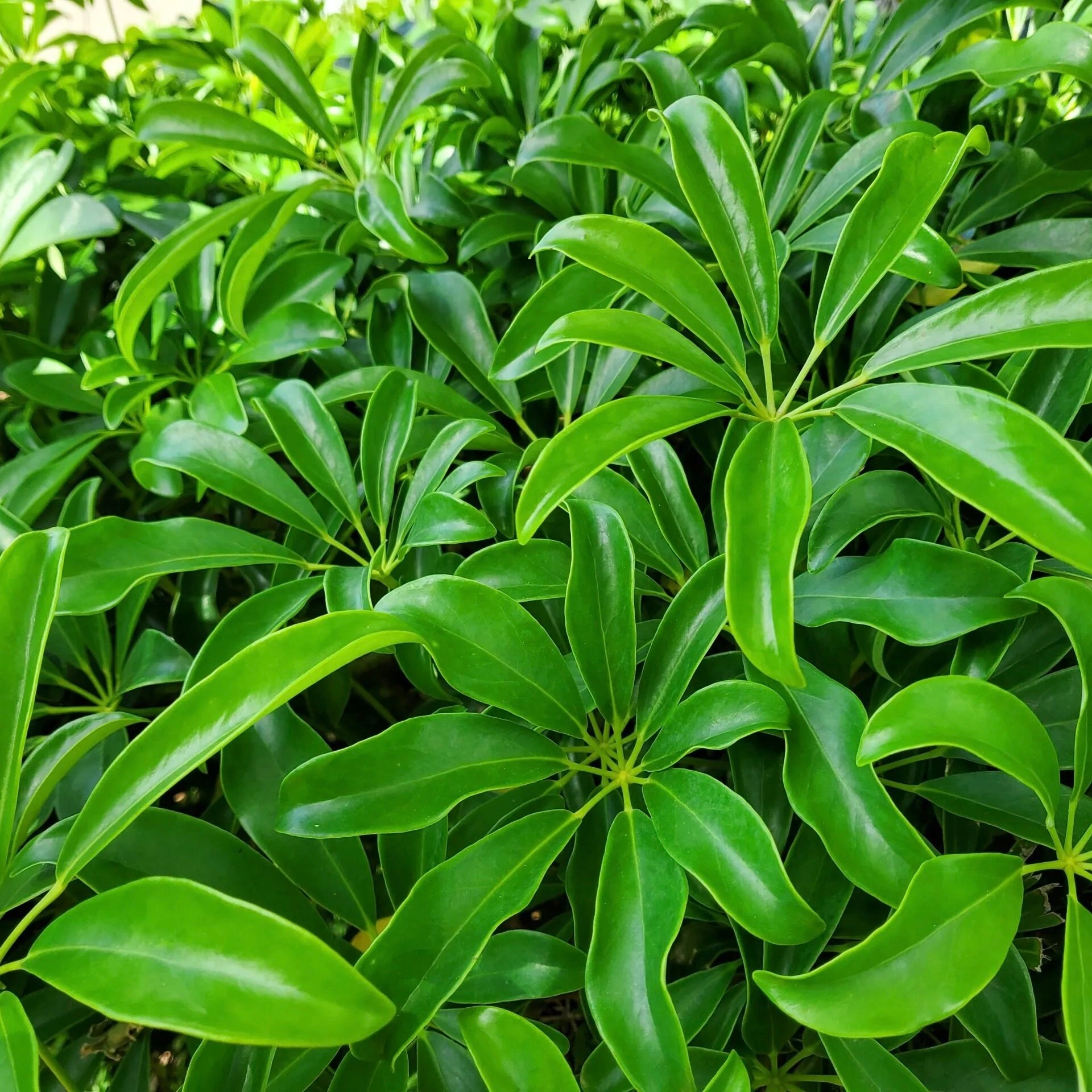schefflera green arboricola Green Arboricola