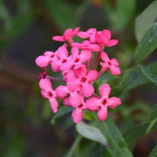 Panama Rose