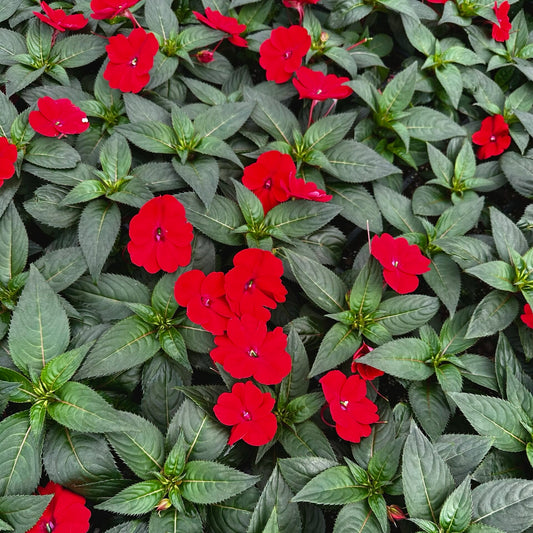 Sunpatiens Impatiens