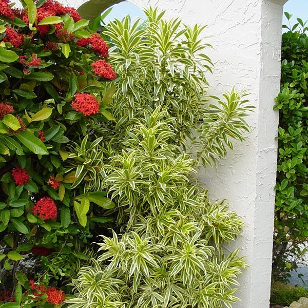 Variegated Song of India