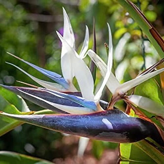 White Bird of Paradise