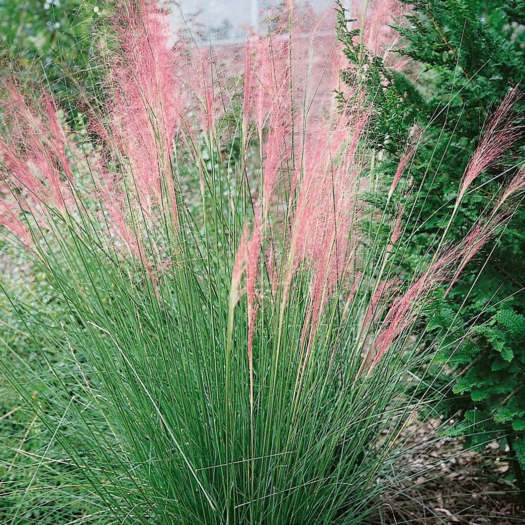 Pink Muhly Grass