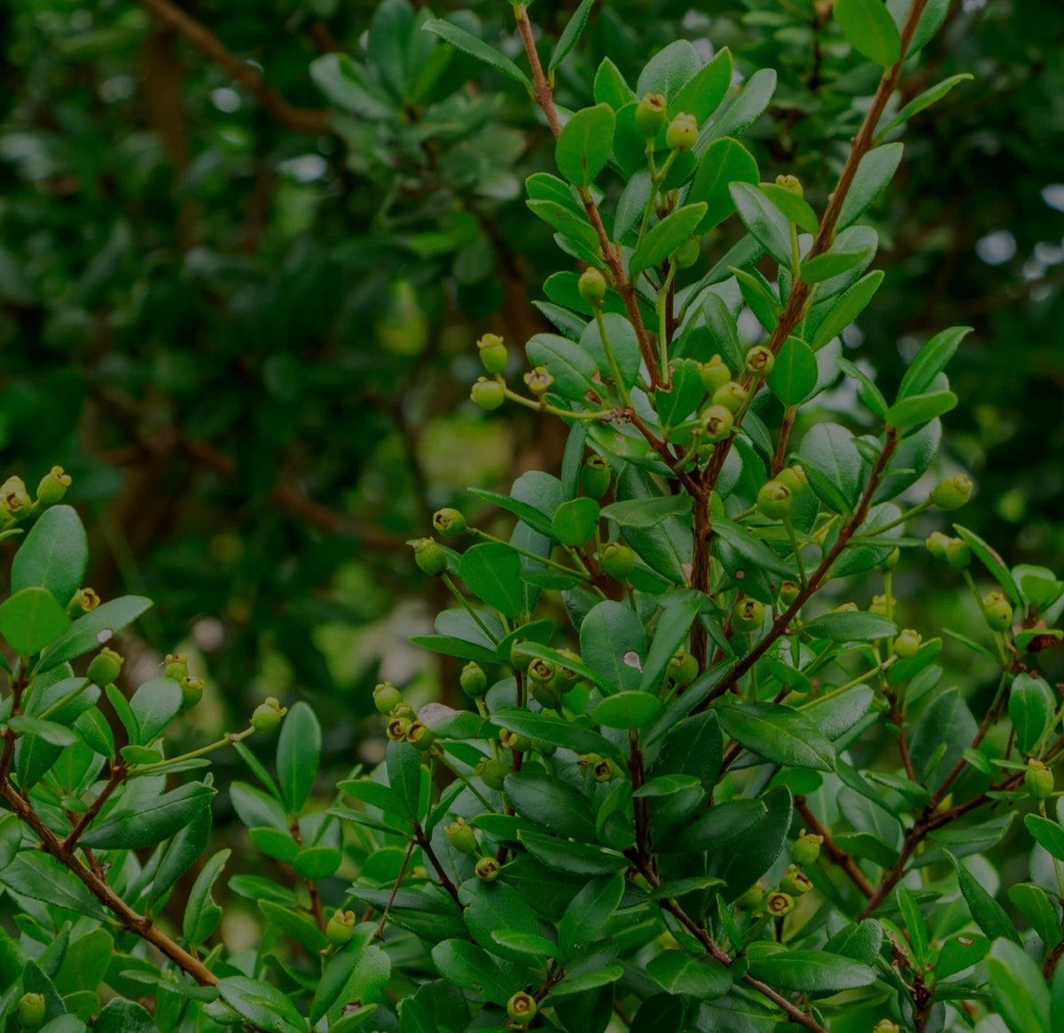 Jungle Plant Tips