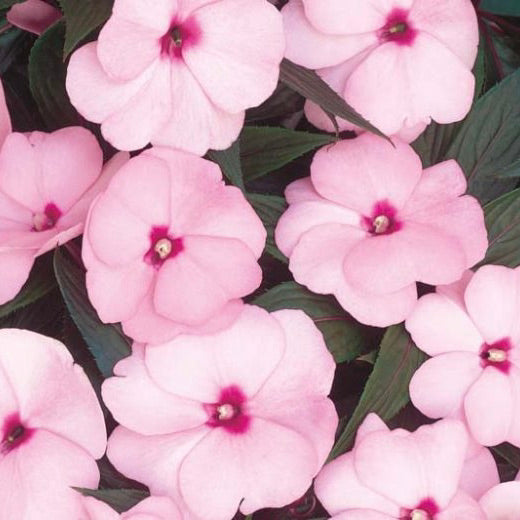 New Guinea Impatiens