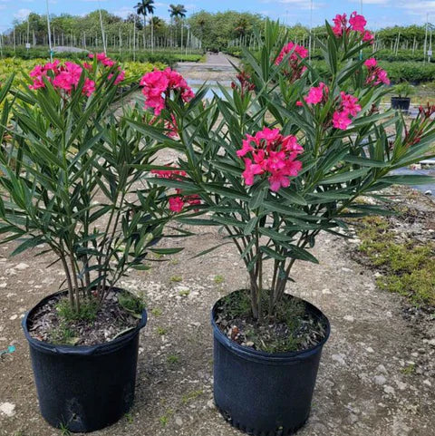 Calypso Pink Oleander