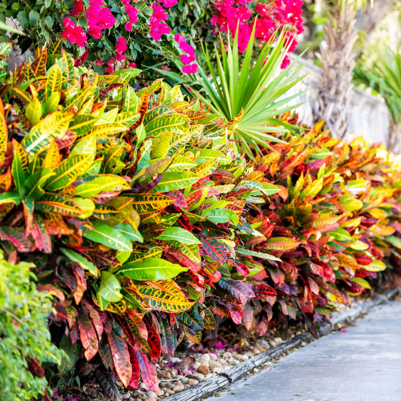 Best Landscaping Plants for Florida: Top Picks for Stunning Gardens 3 Best Landscaping Plants for Florida: Top Picks for Stunning Gardens