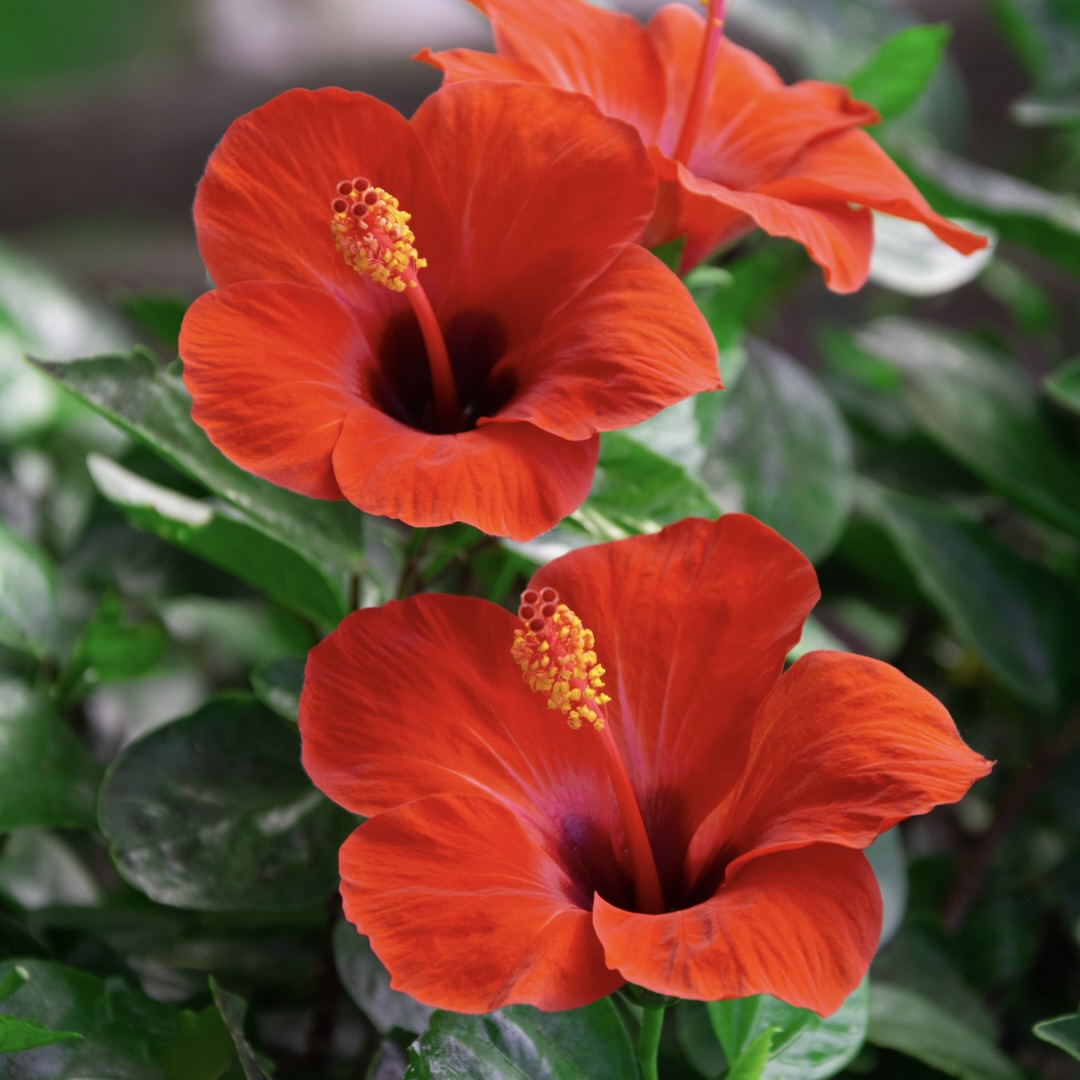 Hibiscus 'President Red'