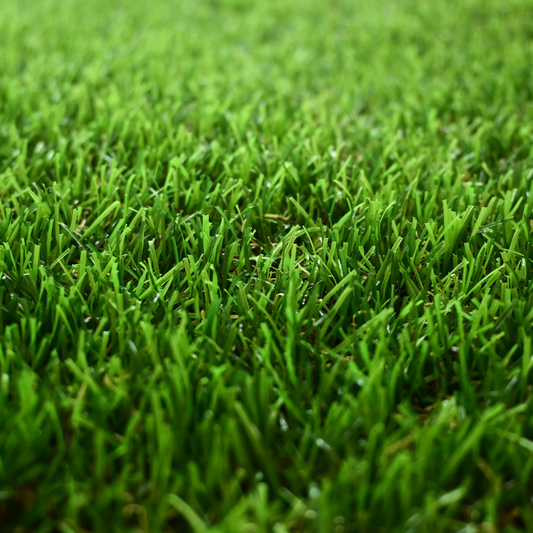 Turfgrass Seed