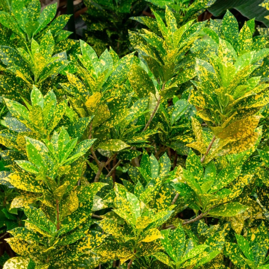 Gold Dust Croton