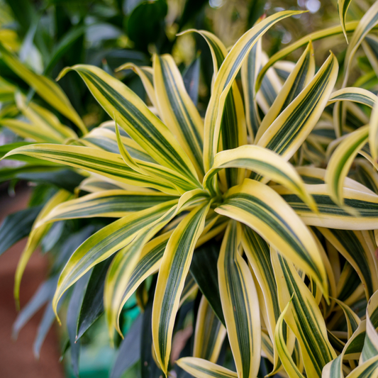 Variegated Song of India