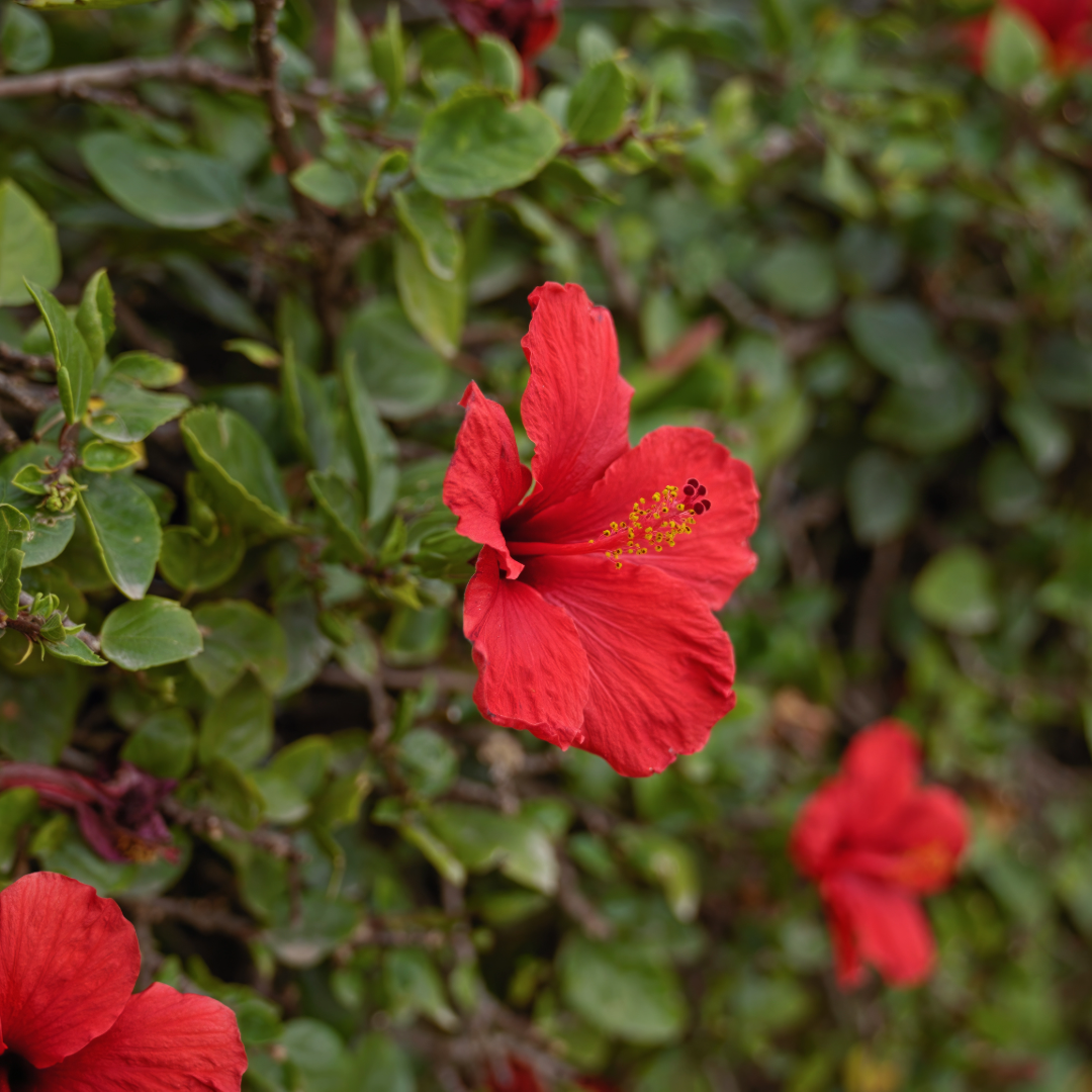 Hibiscus 'President Red'