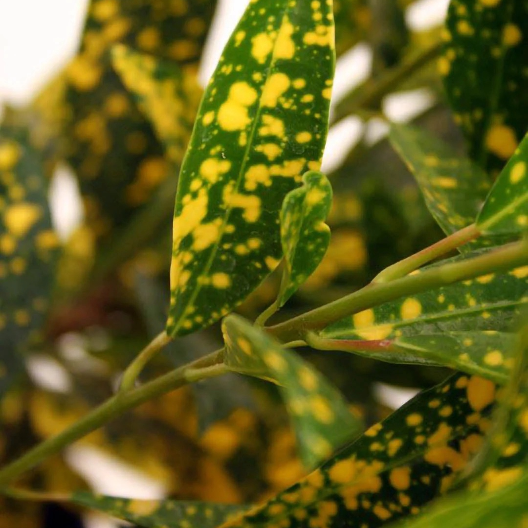 gold dust indoor plant Croton 'Gold Dust' – Jungle Plants